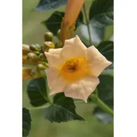 Pflanzen Für Dich Campsis radicans 'Golden Trumpet', Trompetenblume, gelb,