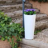 Ficus beleuchteter Blumentopf 60cm