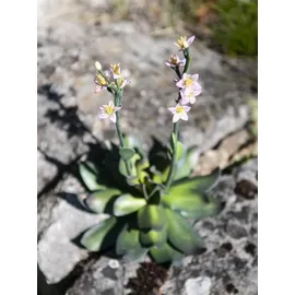 Europalms Steinrose (EVA), pink, 32cm