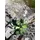 Europalms Steinrose (EVA), pink, 32cm