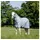 Horseware Fliegendecke Amigo Bug Rug Plus 115 cm Blau/Silber