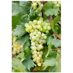 Vitis vinifera, Weinrebe, gelb, 40–60 cm