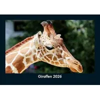 Vero Kalender Giraffen 2026 Fotokalender DIN A5 von Tobias