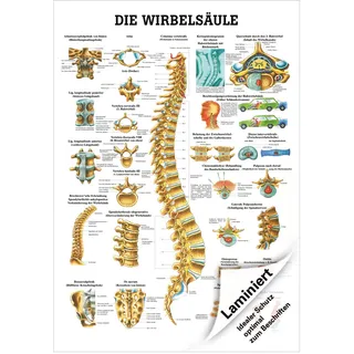 Die Wirbelsäule Lehrtafel Anatomie 100x70 cm medizinische Lehrmittel, Laminiert