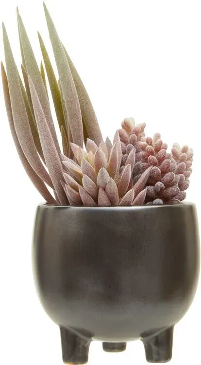 Premier Housewares Fiori gemischte Sukulenten im Keramiktopf