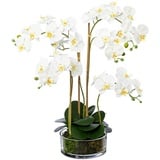 CREATIV green Deko-Orchidee im Glas, 50 cm weiß