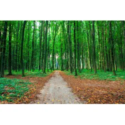 Fototapete PAPERMOON "Waldweg", bunt, B:3,50m L:2,60m, Vlies, Tapeten