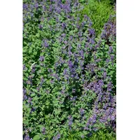 Pflanzen Für Dich Nepeta racemosa 'Odeur Citron', Katzenminze, ca.