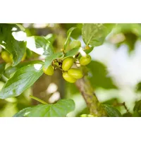 Pflanzen Für Dich Cornus mas 'Jolico', Kornelkirsche, gelbe Blüten,