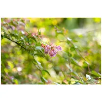 Pflanzen Für Dich Abelia 'Edward Goucher', rosa Blüten, 40-60