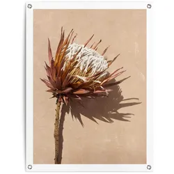 Poster REINDERS "Schattenblume", braun (farbe bild(er): braun), B:60cm H:80cm T:0,1cm, Bilder