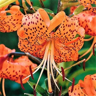5 Zwiebeln Baumlilien Lilien Riesenlilie"Flore Pleno" (orange) Double Tiger bis 150cm winterhart duftend Sommerblüher