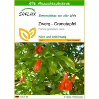 SAFLAX - Zwerg - Granatapfel - 50 Samen -
