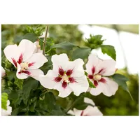 Pflanzen Für Dich Hibiscus syriacus 'Hamabo', Roseneibisch, rosa Blüten,