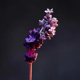 Paco Rabanne Phantom Parfum Deodorant Spray 150 ml