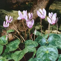 Pflanzen Für Dich Cyclamen purpurascens, Alpenveilchen, purpurrosa, ca. 9x9