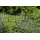 GAH Alberts Alberts Doppelstabmatten-Grundset Eleganz 200 x 160 cm 14 m anthrazit
