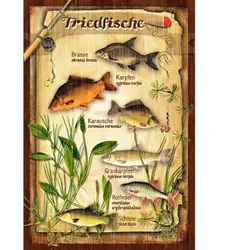 Blechschild (Friedfische)