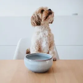 Hunter Keramik-Napf Braga 1500 ml