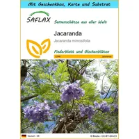 SAFLAX - Geschenk Set - Jacaranda - 50 Samen