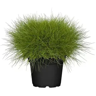 Piardino Ziergräser  (Stipa/Festuca)