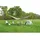 Ferrino tarp ferrino screen 6x4m beige