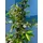 sunny-tree Jasmin - Toskanischen Jasmin - Trachelospermum Jasminoides 160 cm A+ ware (6pcs)