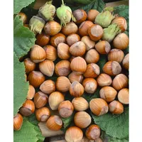 Pflanzen Für Dich Corylus avellana 'Wunder aus Bollweiler', Haselnuss,