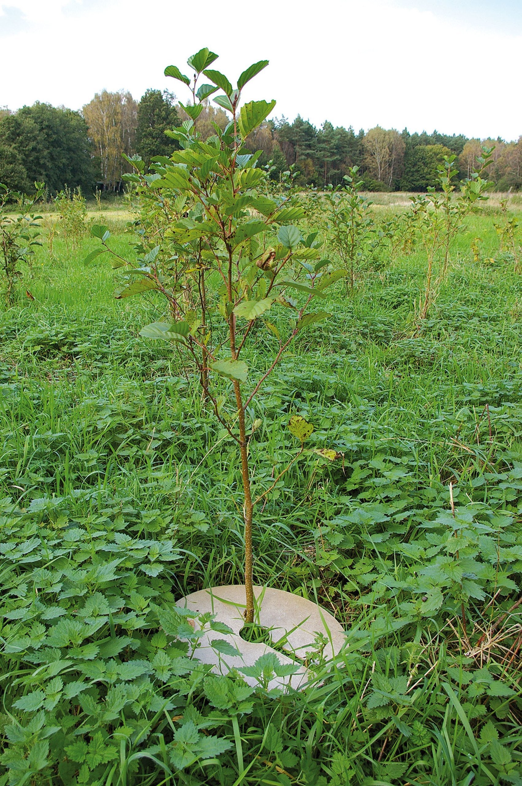 Holzfaser-Mulchplatte