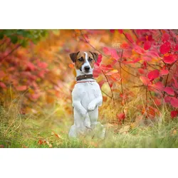 Fototapete PAPERMOON "Hund in Natur", bunt, B:3,50m L:2,60m, Vlies, Tapeten