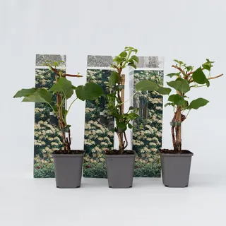 Plant in a Box - Hydrangea petiolaris - Höhe 25-40cm