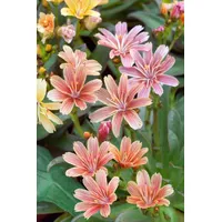 Pflanzen Für Dich Lewisia longipetala 'Little Plum', ca. 9x9