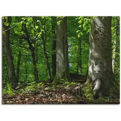Leinwandbild ARTLAND "Frühling im Buchenwald", grün (farbe bild(er): grün), B:120cm H:90cm T:1,8cm, Canvas, Leinwand, Bilder, auf Keilrahmen gespannt