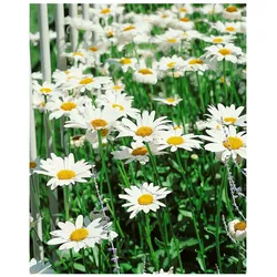 Leucanthemum x superbum 'Becky', Margerite, weiß, ca. 9x9 cm Topf