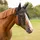 QHP Fliegenfransen mit Ohren Warmblut Schwarz