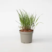 Plant in a Box - Fingergras - Panicum Virgatum