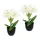 I.GE.A. Kunstblume I.GE.A. "Amaryllis im Topf", weiß, B:17cm H:28cm L:14cm, Polyester, Kunstpflanzen, 2erSet Blume Weihnachtsblume Weihnachtsdeko Winterblume Floristik Deko