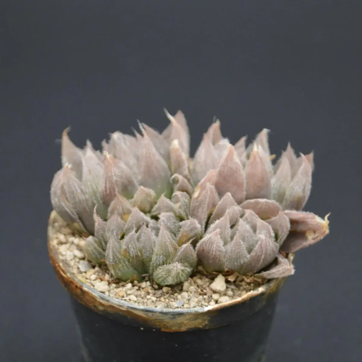 Haworthia