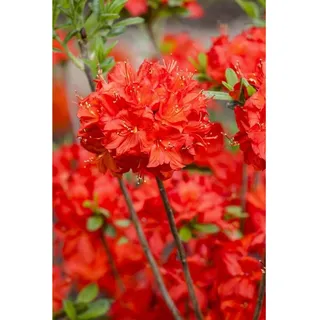Pflanzen Für Dich Rhododendron luteum 'Nabucco', leuchtend rot, 30–40 cm