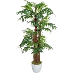 CREATIV green künstliche Pflanze Arecapalme, ca 150cm, mit Cocos und mit Moos