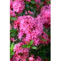 Pflanzen Für Dich Rhododendron luteum 'Homebush', rosa Blüten, 40–50