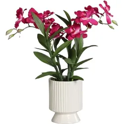 Orchidee Dendrobie