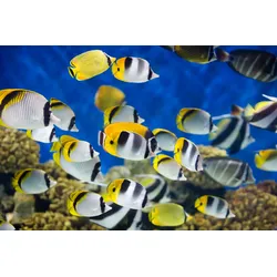 Fototapete PAPERMOON "UNTERWASSER-WELT-FISCHE KORALLE SEE MEER TIERE OZEAN", bunt, B:3,50m L:2,60m, Vlies, Tapeten
