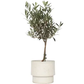 Plant in a Box - Olea europaea Höhe 60-70cm