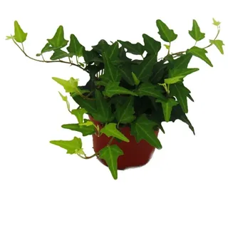 EXOTENHERZ Efeu Hedera 9cm Topf Zimmerpflanze