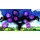 Sonic x Shadow Generations - Day One Edition (USK) (Nintendo Switch)