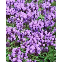 Pflanzen Für Dich Prunella grandiflora, Großblütige Braunelle, violett, ca.