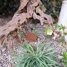ZGM Rost Deko Igel Franzl - naturgetreue Gartendekoration