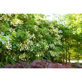 PlantaPro Hydrangea petiolaris 100–125 cm – Winterhart, Mehrjährig, Pflegeleicht – Kletterhortensie – Kletterpflanze für Fassade & Rankhilfe