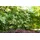 PlantaPro Hydrangea petiolaris 100–125 cm – Winterhart, Mehrjährig, Pflegeleicht – Kletterhortensie – Kletterpflanze für Fassade & Rankhilfe